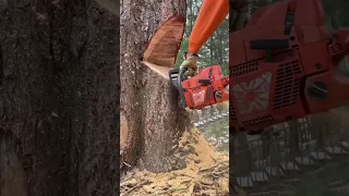 Arborist use controlled uphill tree felling technique