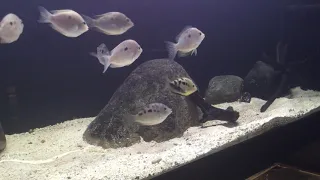 Alla mina akvarium - Update