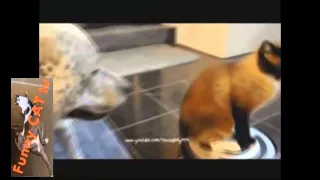 Cats can Be Jerks   Supercut Compilation 2015