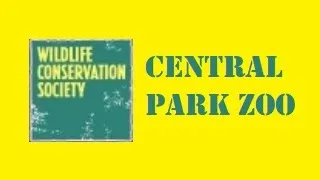 Central Park Zoo Full Tour   Central Park, New York City 0