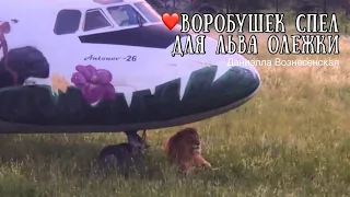 ❤️МИЛОЕ ВИДЕО!! Лев -"Лётчик" АЛИ(Олежка) и песня маленького воробья!! Тайган. Life of lions.Taigan.