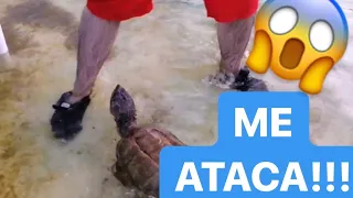 TORTUGA LAGARTO COMIENDO PECES chelydra serpentina tortuga mordedora mi piscina de cocodrilos