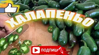 ХаЛапеньо Самый Легкий и Быстрый Рецепт/Лучший РеЦепт Халапеньо /Маринованный Хрустящий Халапеньо /