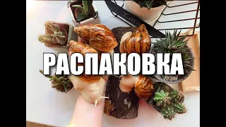 РАСПАКОВКА ПОСЫЛКИ С УЛИТКАМИ | НОВЫЕ ВИДЫ | МОШЕННИКИ в Bla Bla Car