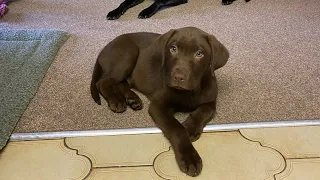 A normal day with Freddy the Chocolate Labrador