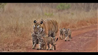 Tadoba Tiger Safari  05/04/21- Exclusive - first time ever : Tigress Lara with her Cubs