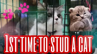 PAANO MAGPA STUD NG PUSA | CATS MATING FOR THE 1ST TIME | CATS IN HEAT | CAT MATING TIPS | VAL RAMOS