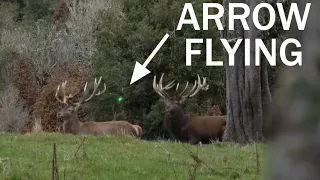 CAN'T BELIEVE THIS HAPPENED BOWHUNTING MEGA Deer