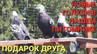 Новые голуби в нашем питомнике. Подарок друга. New pigeons in our nursery. A gift from a friend.