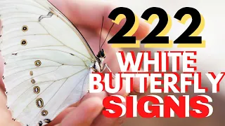 222 And White Butterfly Signs