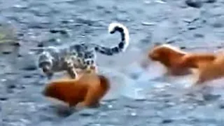 Tibetan Mastiff  vs Snow  Leopard . Tibet 2022