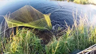 Ловим сазанов на паук, подъёмник прямо в болоте. Али Радар вам в помощь.