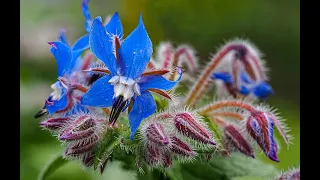 TOUT SUR LA BOURRACHE : UNE SUPERBE ANNUELLE MELLIFÈRE DE CULTURE FACILE ET AUX FLEURS COMESTIBLES