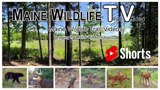 Large Maine Black Bear investigates Family Swing | Maine Wildlife Trail Video | #shorts