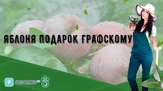 Яблоня Подарок Графскому