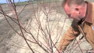 Pruning a Two-Year Old Peach Tree