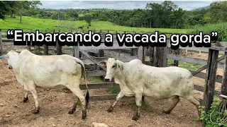 Continuação do video: “Embarcando o GADO🐄🐄🐄