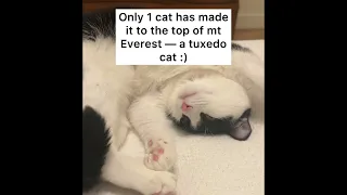 Cat Facts Compilation