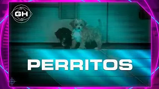 Los perros Moro y Caramelo son los nuevos integrantes de la casa - Gran Hermano 2022