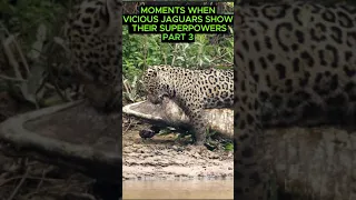 Moments When Vicious Jaguars Show Their Superpowers-3. part