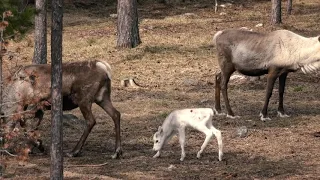 Meet the baby reindeer Santa Claus Reindeer in Rovaniemi Lapland Finland - born May