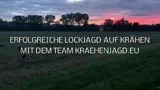 Lockjagd auf Krähen - Krähenjagd erfolgreich durchführen