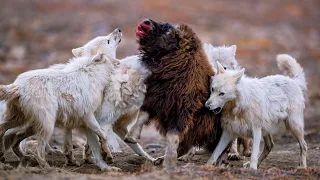 ARCTIC WOLF ─ Death Dressed in White! Arctic wolf vs musk ox & snowshoe hare