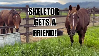 Will these horses get along?   Skeletor is finally ready for a turnout buddy!