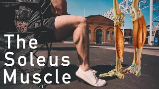 Burn more calories while sitting - The Soleus Pushup and Anatomy of Calf Muscles