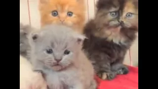 Cute Cats Compilation 2014 ++ The Best Cute Cats