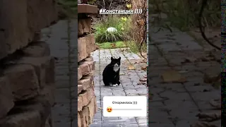 Дима Билан назвал кошку Констанцией 🐱