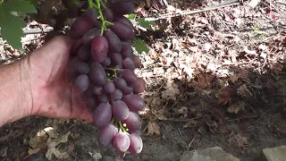 Сорт винограда "Дунав" - сезон 2020 # Grape variety "Dunav" - season 2020
