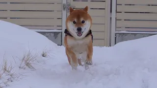Shiba Inu, even though it's a blizzard, it happens like this.