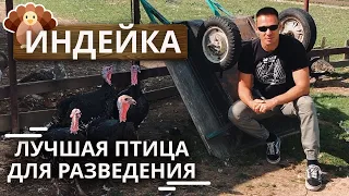 Самая лучшая птица в домашнем хозяйстве! | Разведение индюков на ферме