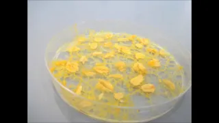 Subculturing Slime Mold