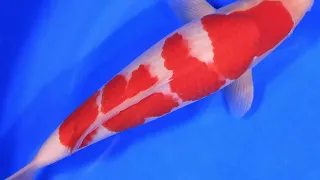 HQ Kohaku V-24-05076 44cm Jumbo Tosai incl. Azukari 2024  Momotaro Koi Farm