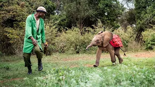 Rescue of Orphaned Elephant Mzinga | Sheldrick Trust