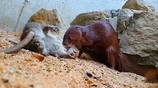 Ласка против крысы.  Rat vs Weasel. Смертельный бой