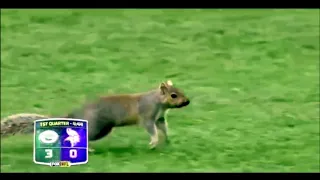 NFL Animals Running On The Field || Funny Moments