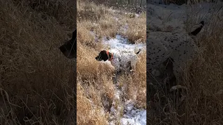 German shorthaired pointer on a Pheasant