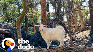 Woman Discovers A Lonely Goat Abandoned On An Island | The Dodo