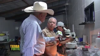 TIERRA FÉRTIL TV-LAVADO DE EMBRIÓN EN GANADO BOVINO (28.07.18)