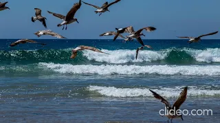 Звук моря и чаек. The sound of the sea and gulls.