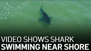 Video Shows Shark Swimming in Same Area as Recent Surfer Attack