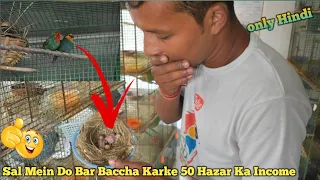 How to breed Red Face Parrot Finch easily / Red Face Parrot Finch breeding tips