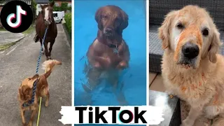 the best tiktok small baby dog🐶funny video tik tok dog🐕👌cute puppies tik tok video gmk