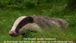 A badger documentary
