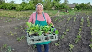 Пора висаджувати у відкритий грунт все! Висаджуємо синенькі /баклажани/