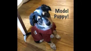 Model Puppy!