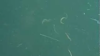 Морские черви в Золотом роге